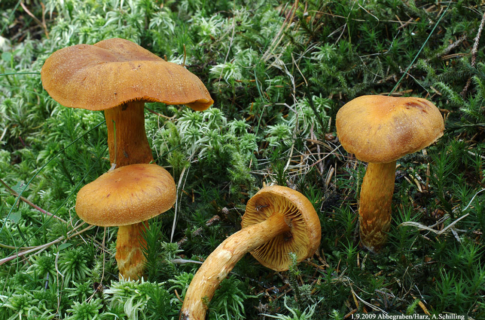 Harzreise Cortinarius limoniuscallisteus